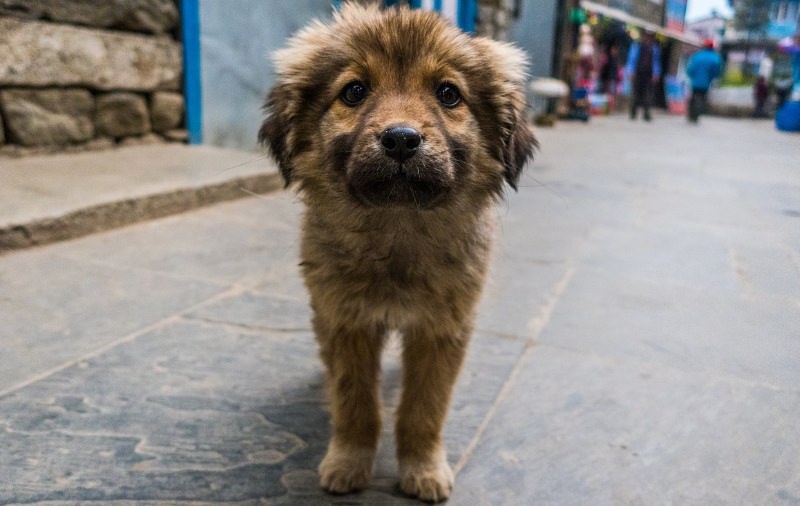 Cão vadio