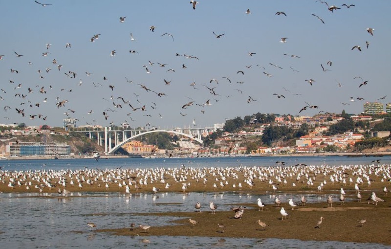 Estuário do rio Douro