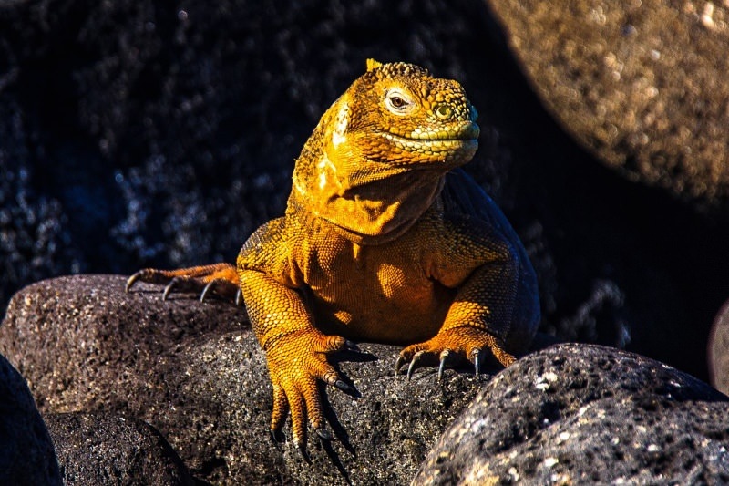 Iguana