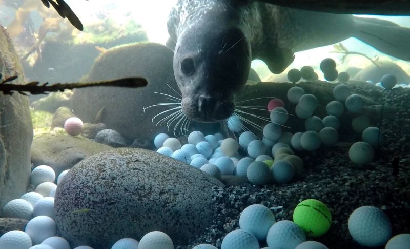 Foca a nadar ao pé de bolas de golfe