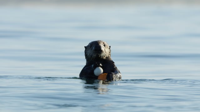 Lontra-marinha segura uma bola de golfe