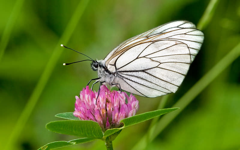 Borboleta branca-do-pilriteiro