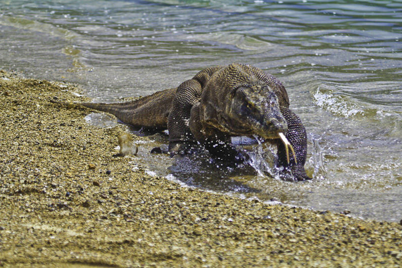 Dragão de Komodo