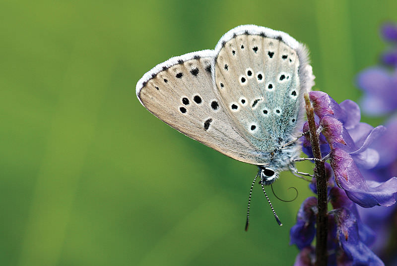 Borboleta Phengaris arion