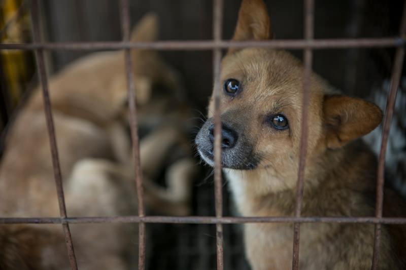 Cães em jaulas