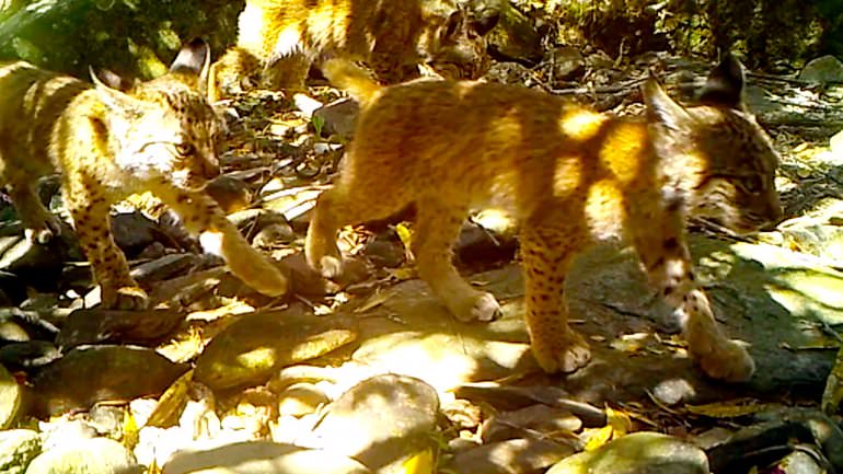 Crias de lince ibérico