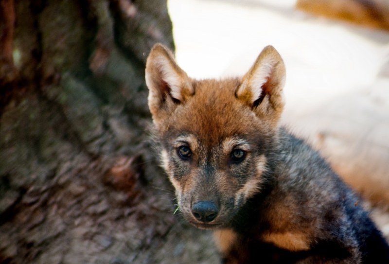 Lobito