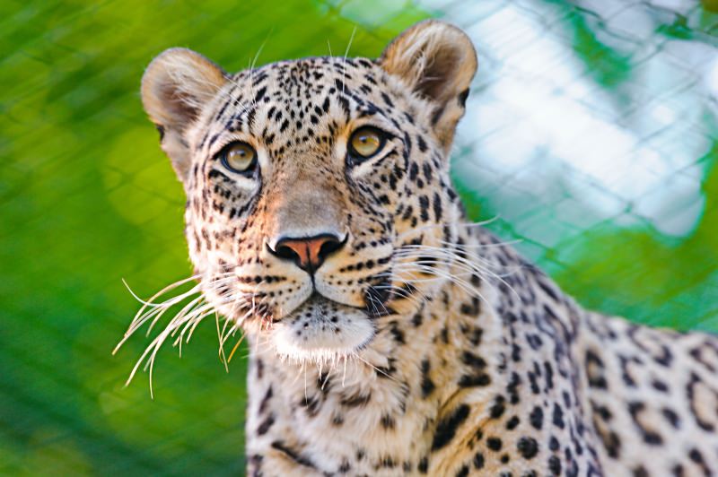 Leopardo