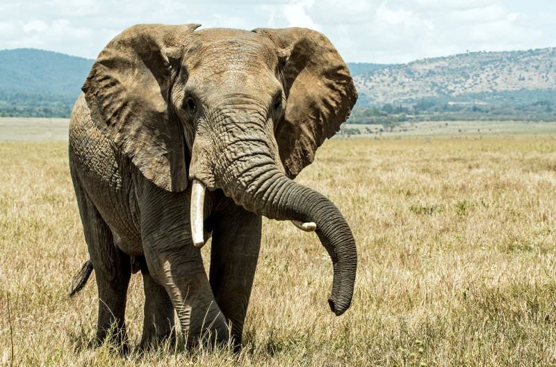 elefante africano