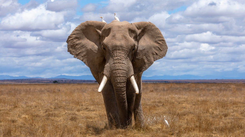 elefante africano