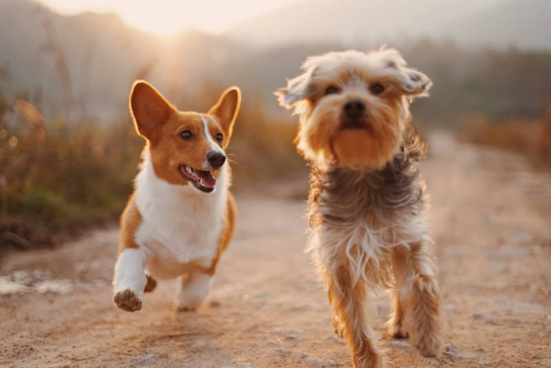 Dois cães, um Corgi e um Yorkie, brincam ao ar livre