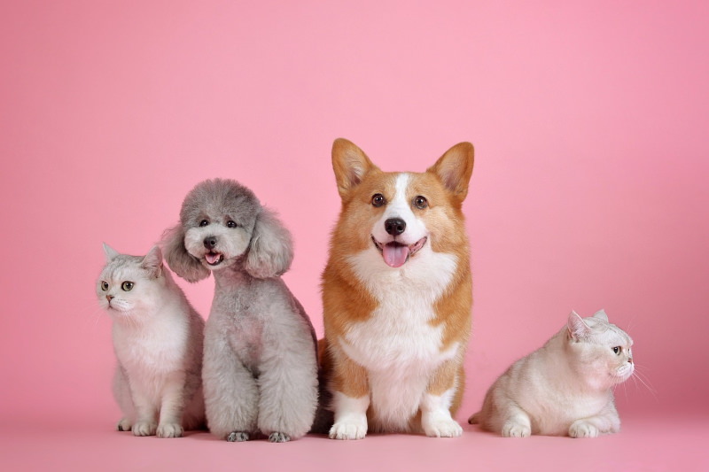 Animais de companhia