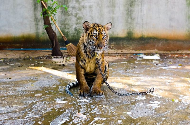 Cria de tigre acorrentada