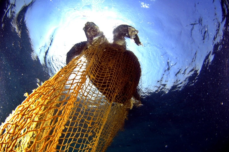 Tartaruga presa numa rede de pesca