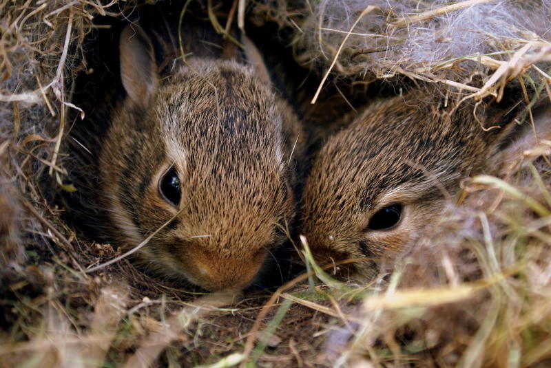 Coelhos