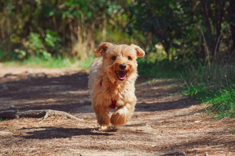 Cão