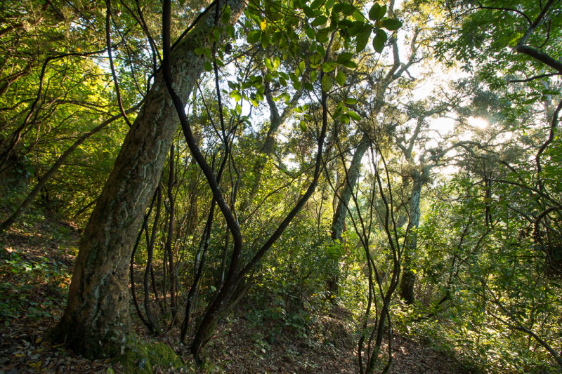 Bio-Reserva Senhora da Alegria