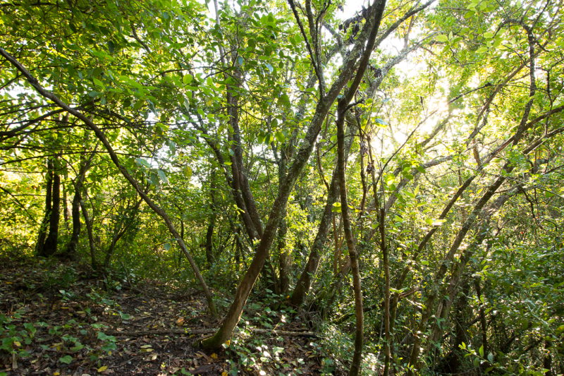 Bio-Reserva Senhora da Alegria