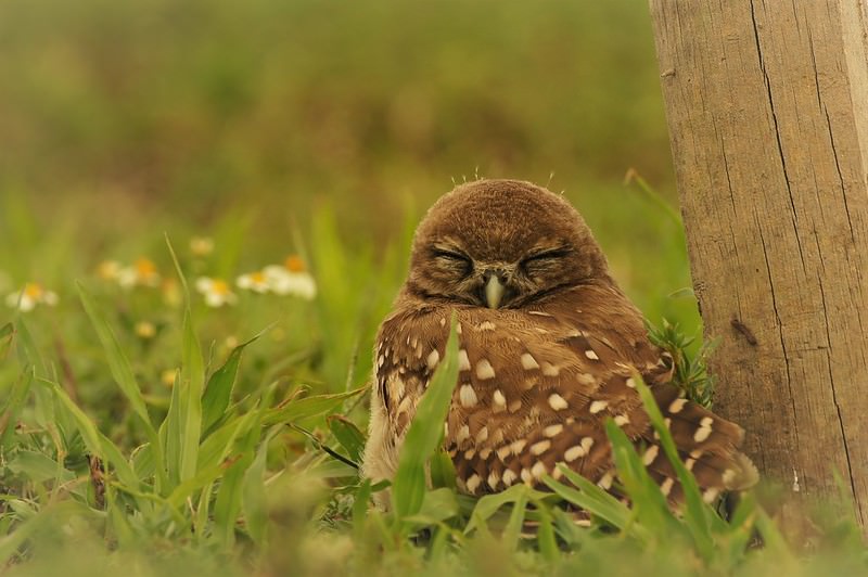 coruja-buraqueira a dormir no solo