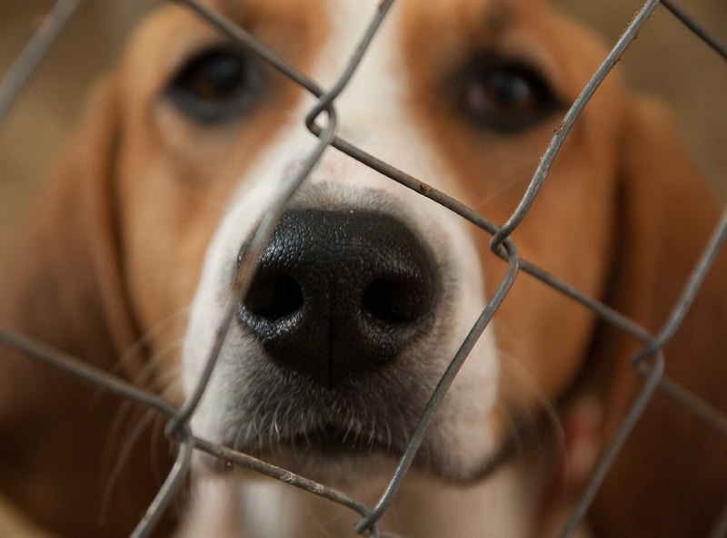 Cão beagle atrás de grades