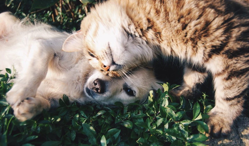 Cão e gato