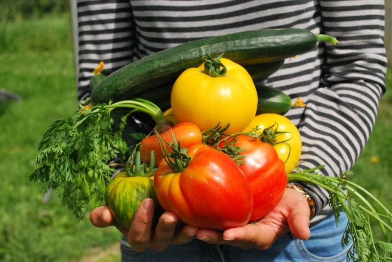 Cabaz de legumes