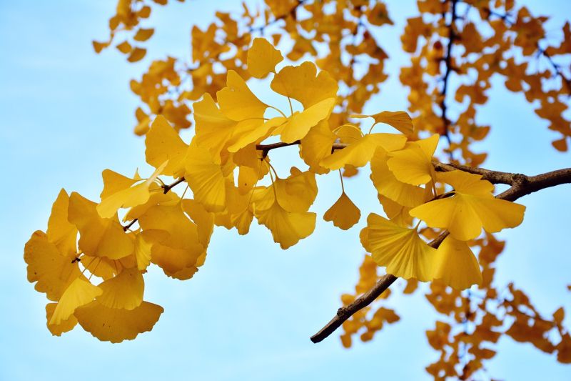 Gingko Biloba