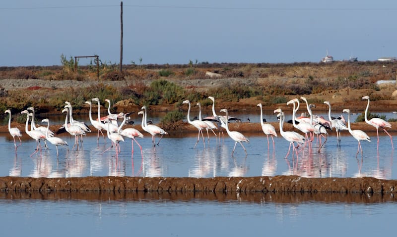 ria formosa